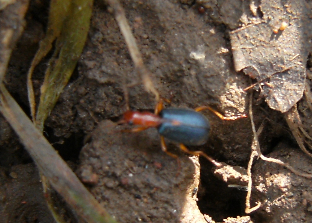 Brachinus sclopeta